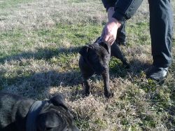 Photo of the dog