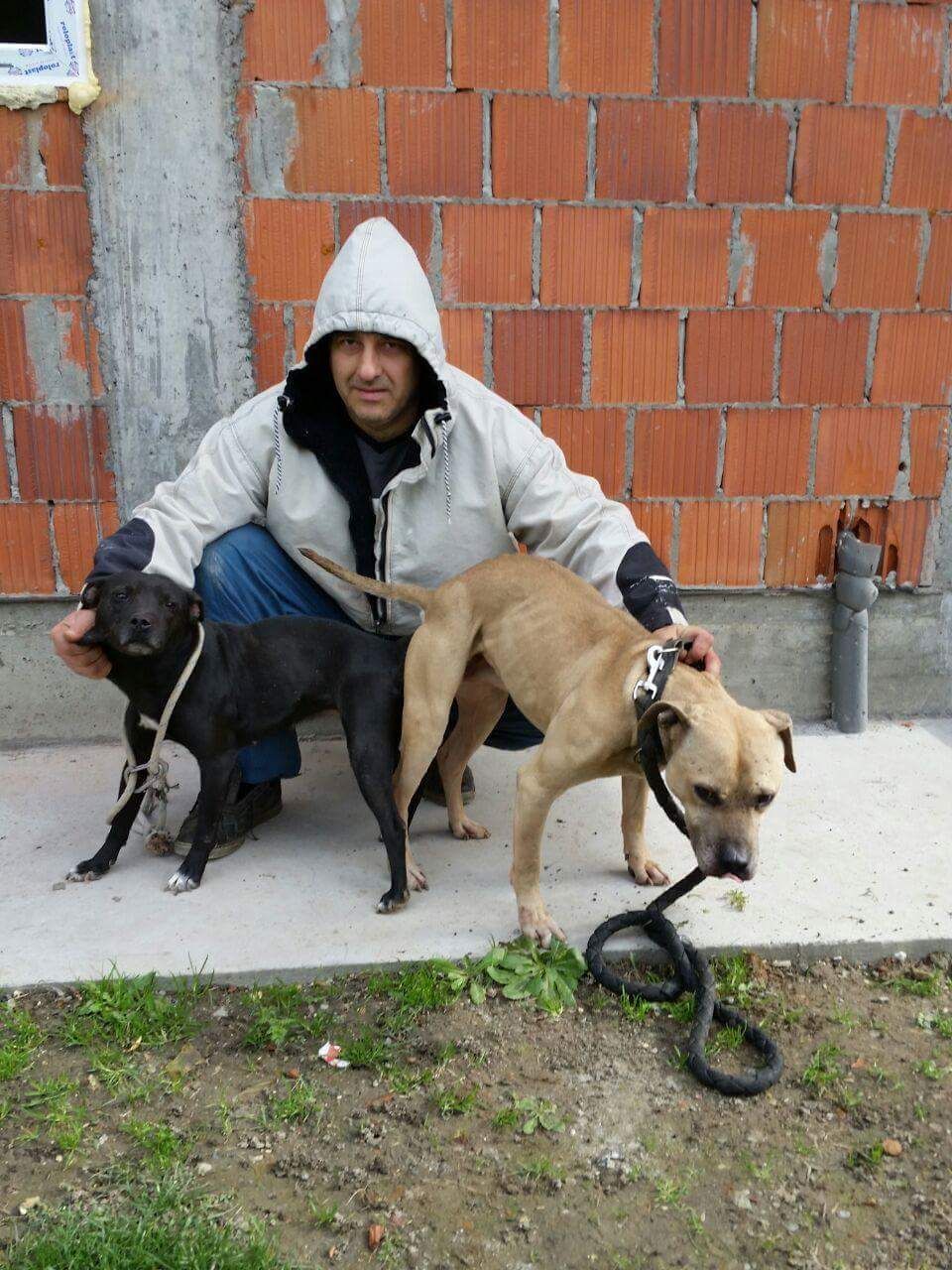 Photo of the dog