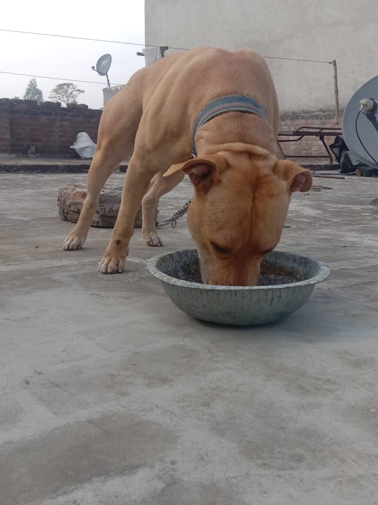 Photo of the dog