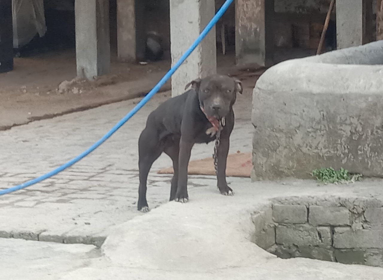 Photo of the dog