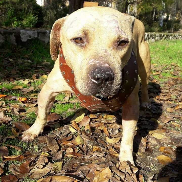 Photo of the dog