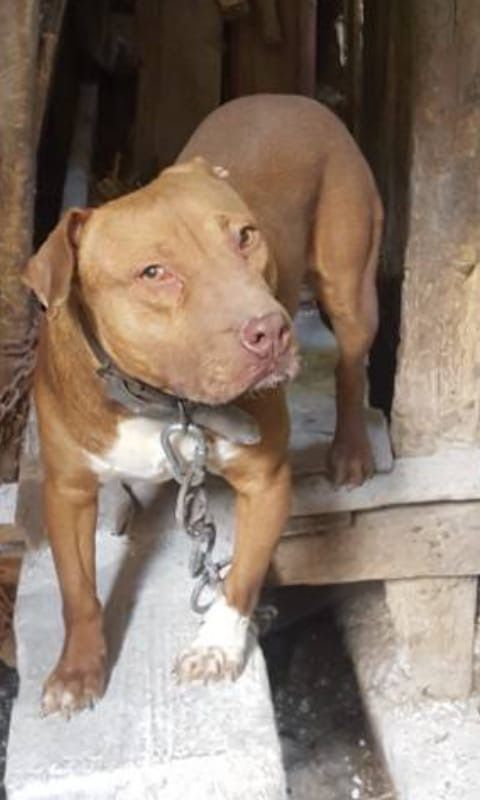 Photo of the dog