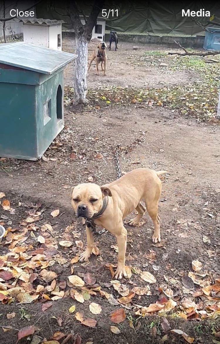 Photo of the dog