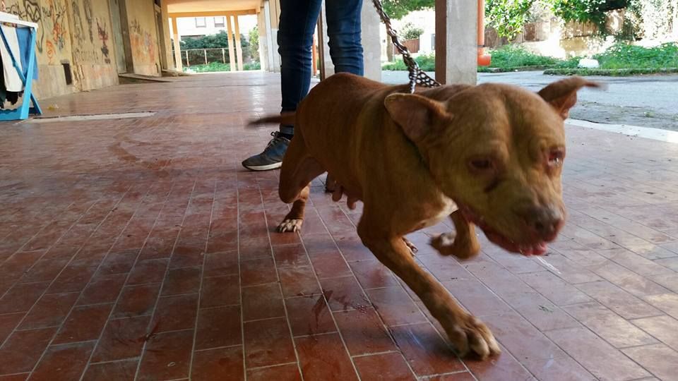 Photo of the dog