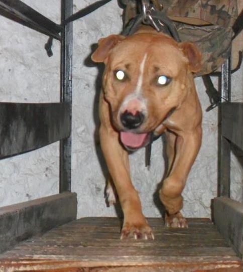 Photo of the dog
