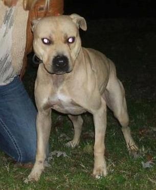 Photo of the dog