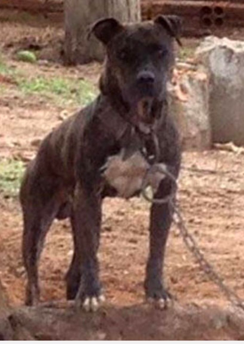 Photo of the dog