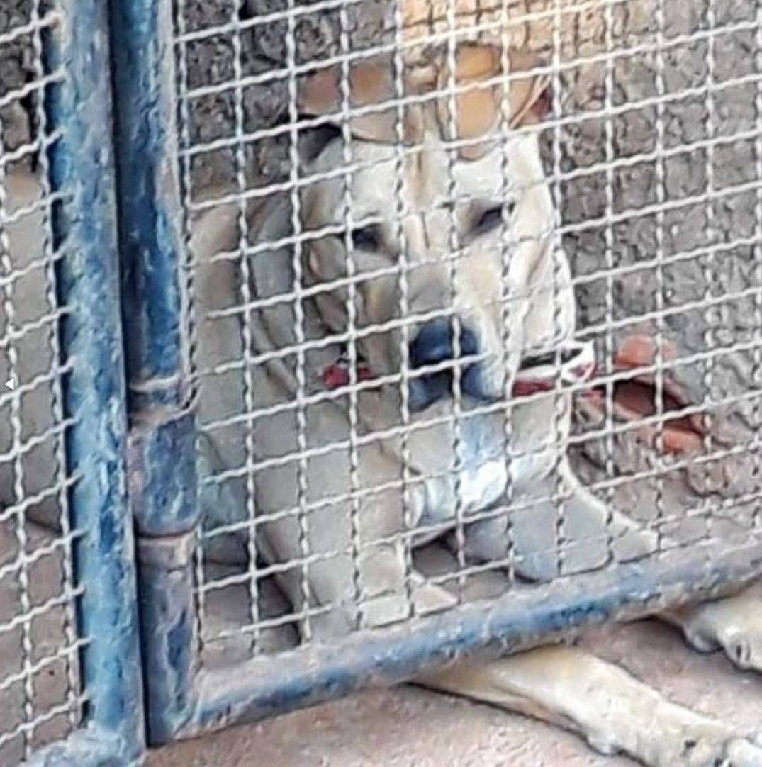 Photo of the dog