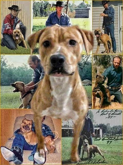 Photo of the dog