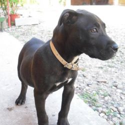 Photo of the dog