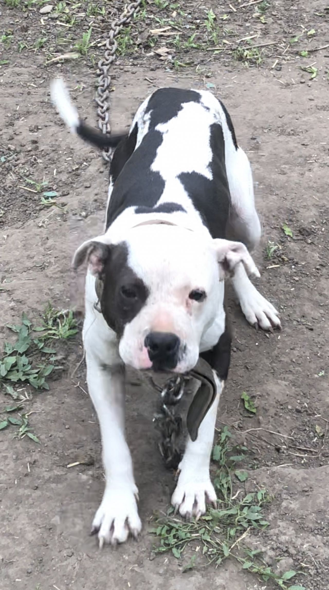 Photo of the dog