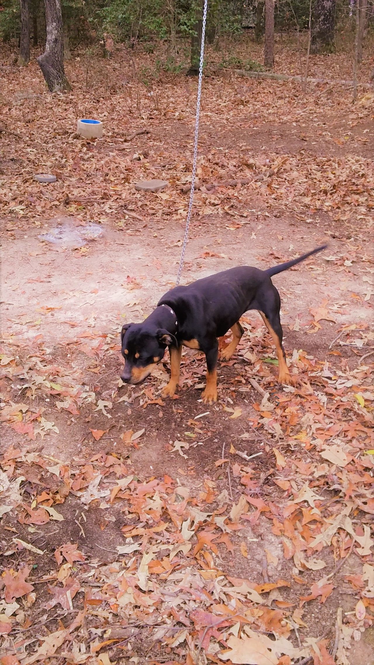 Photo of the dog