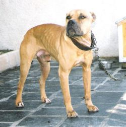 Photo of the dog