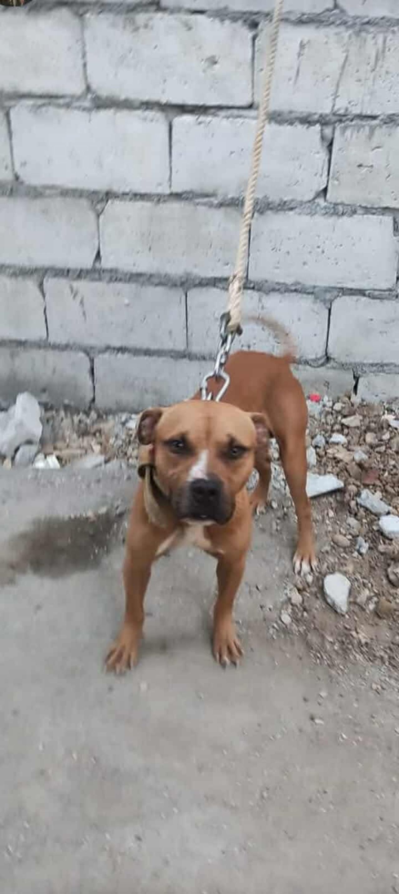 Photo of the dog