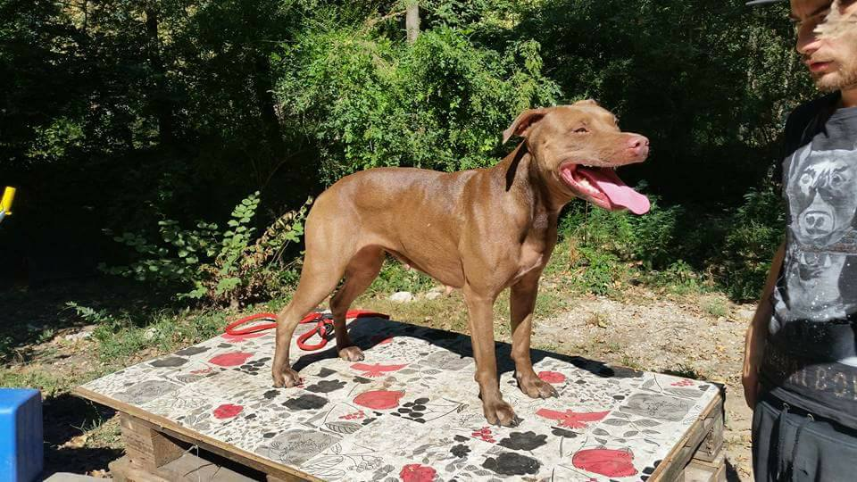 Photo of the dog