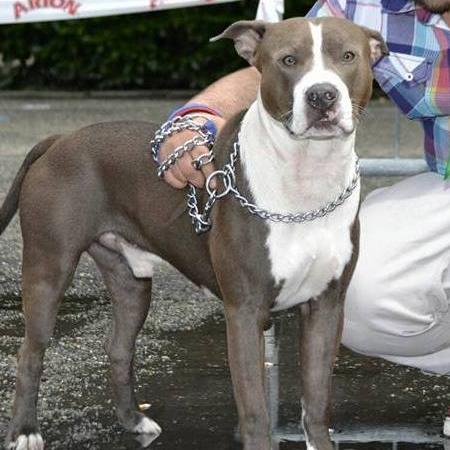 Photo of the dog