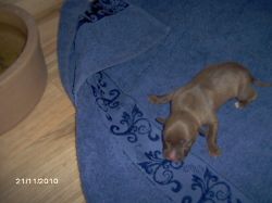 Photo of the dog