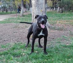 Photo of the dog