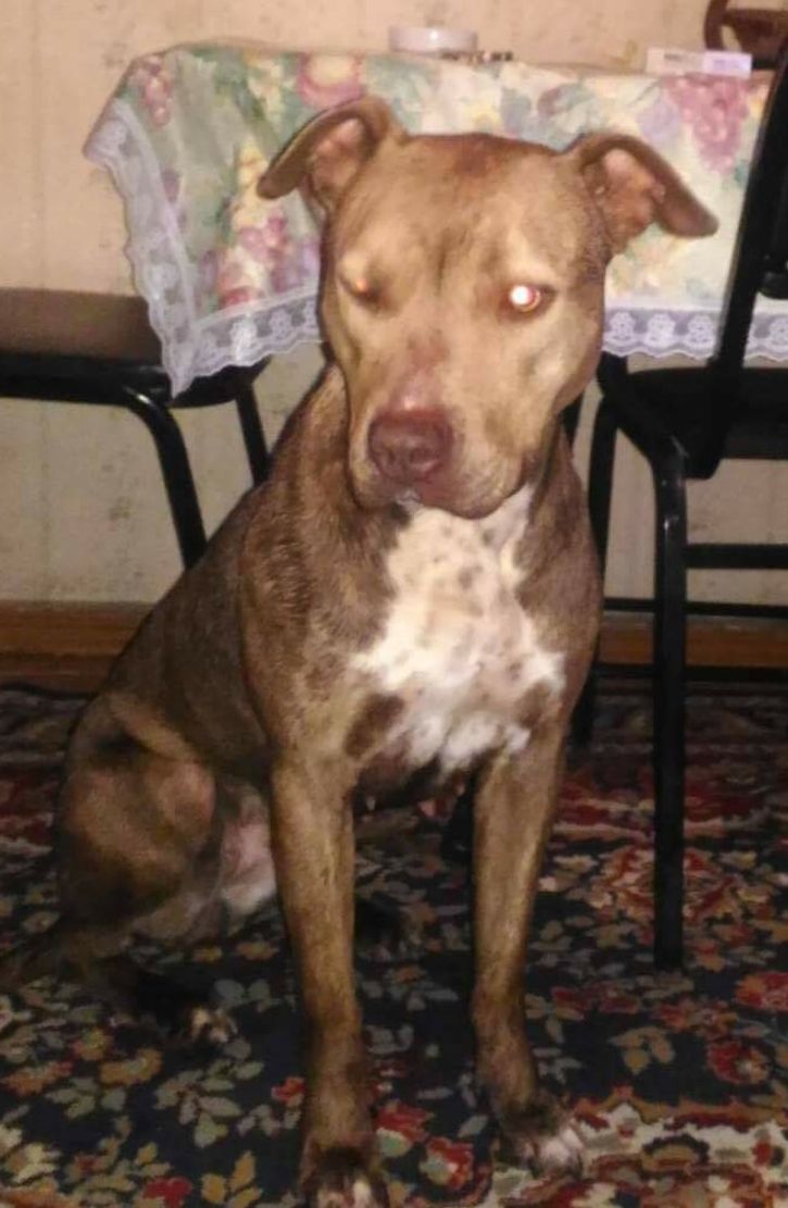 Photo of the dog