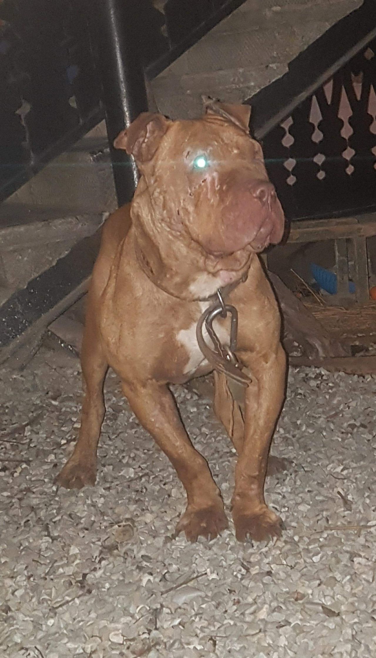 Photo of the dog