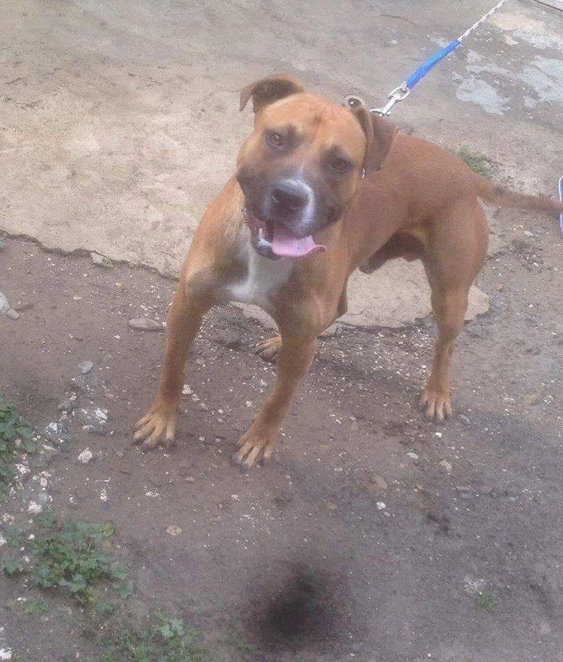 Photo of the dog
