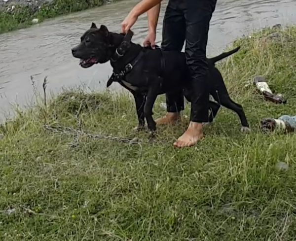 Photo of the dog