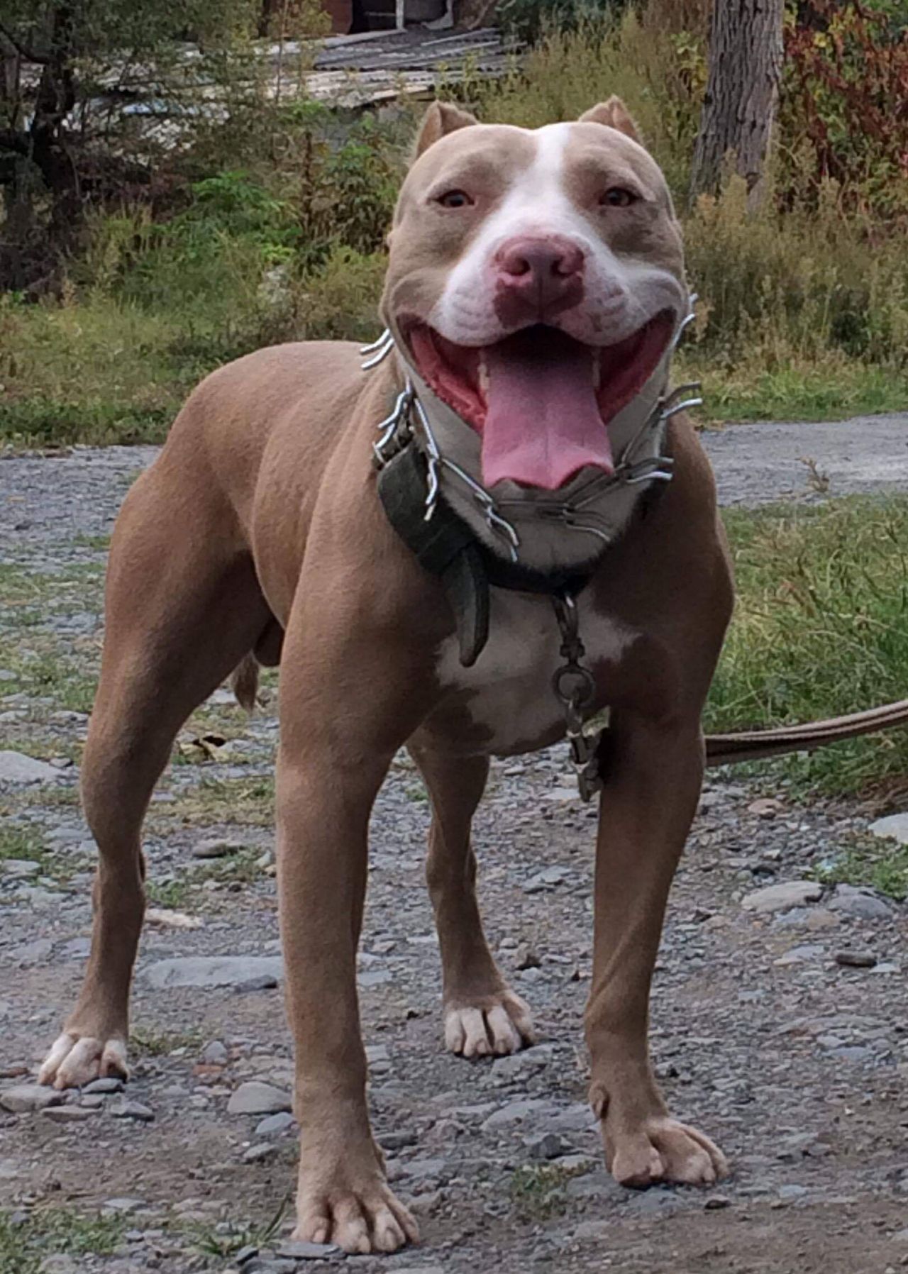 Photo of the dog