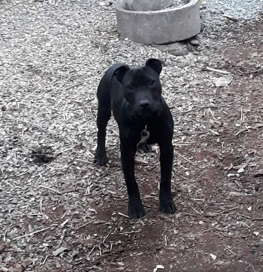 Photo of the dog