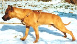 Photo of the dog