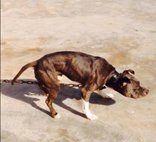 Photo of the dog