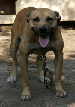 Photo of the dog