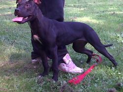 Photo of the dog