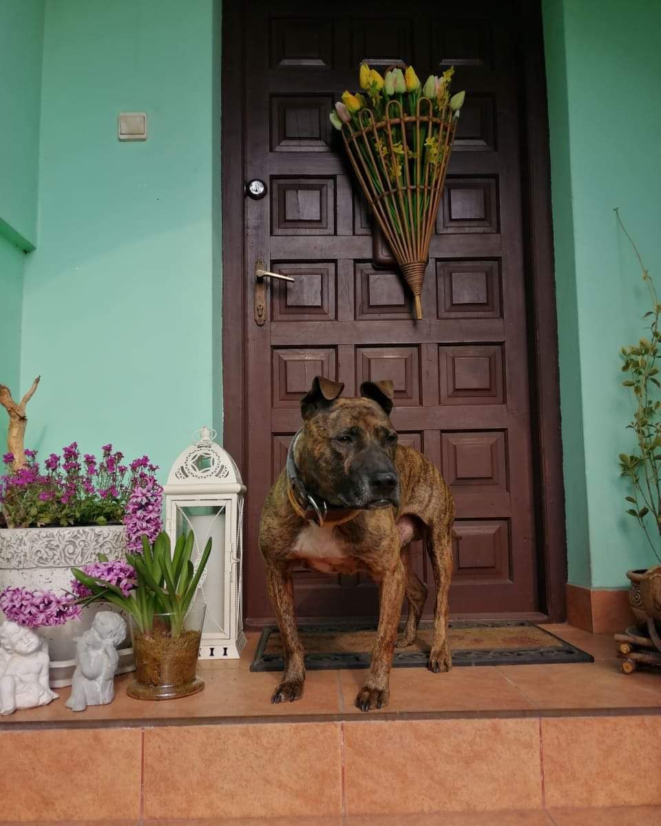 Photo of the dog