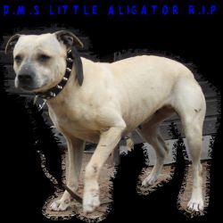 Photo of the dog