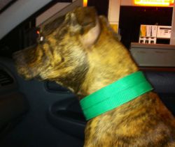 Photo of the dog