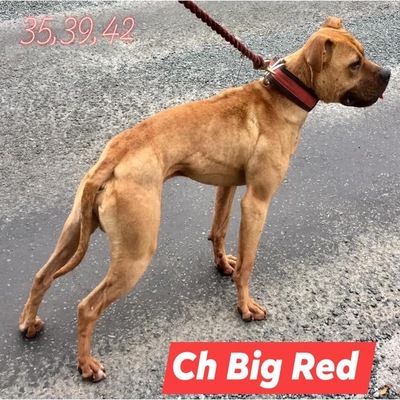 Photo of the dog