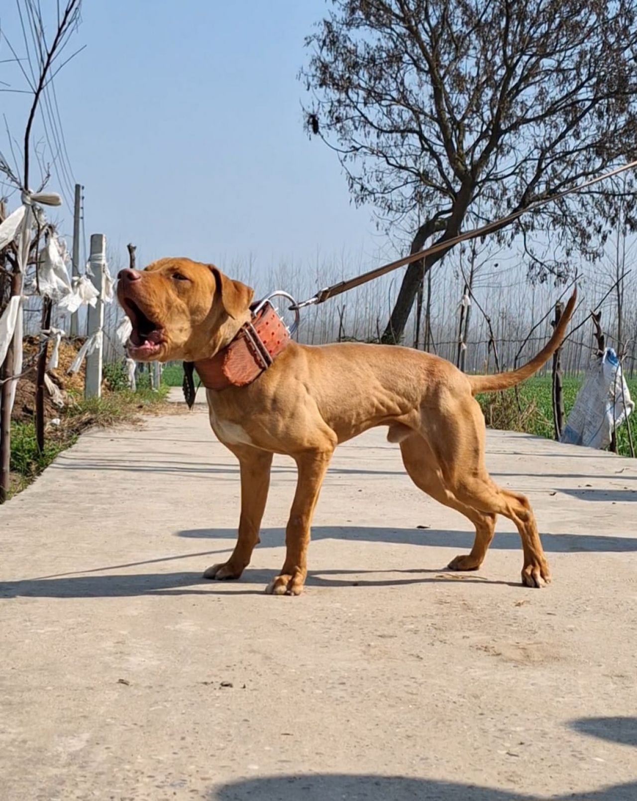 Photo of the dog