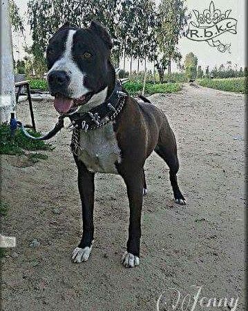 Photo of the dog