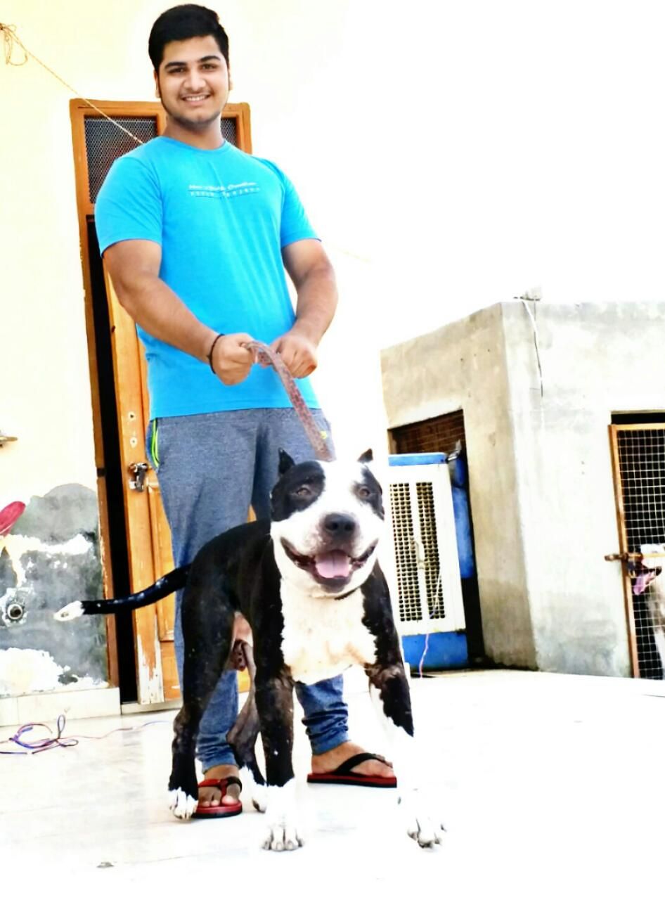 Photo of the dog