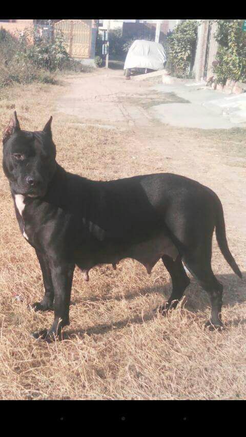 Photo of the dog