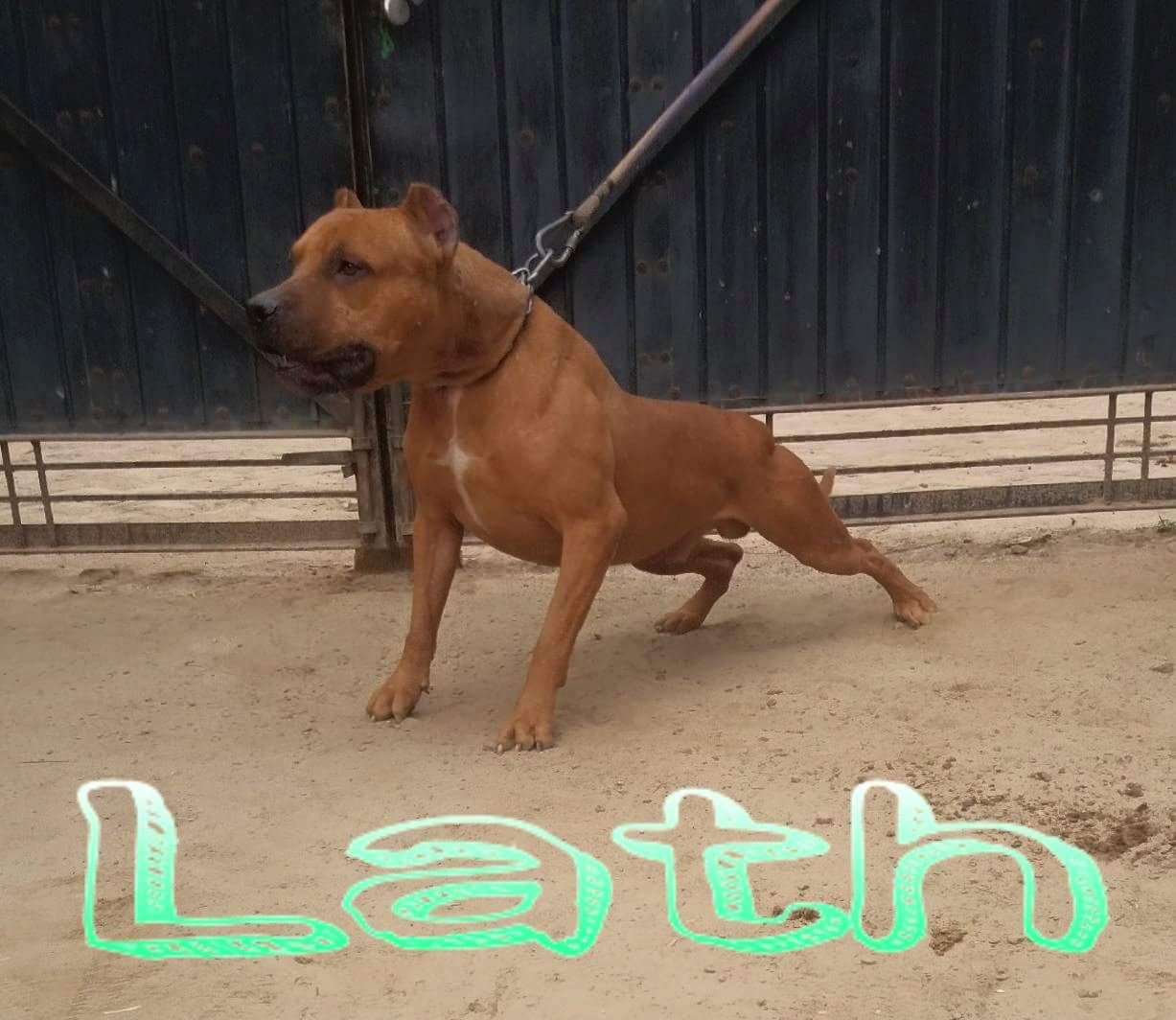 Photo of the dog