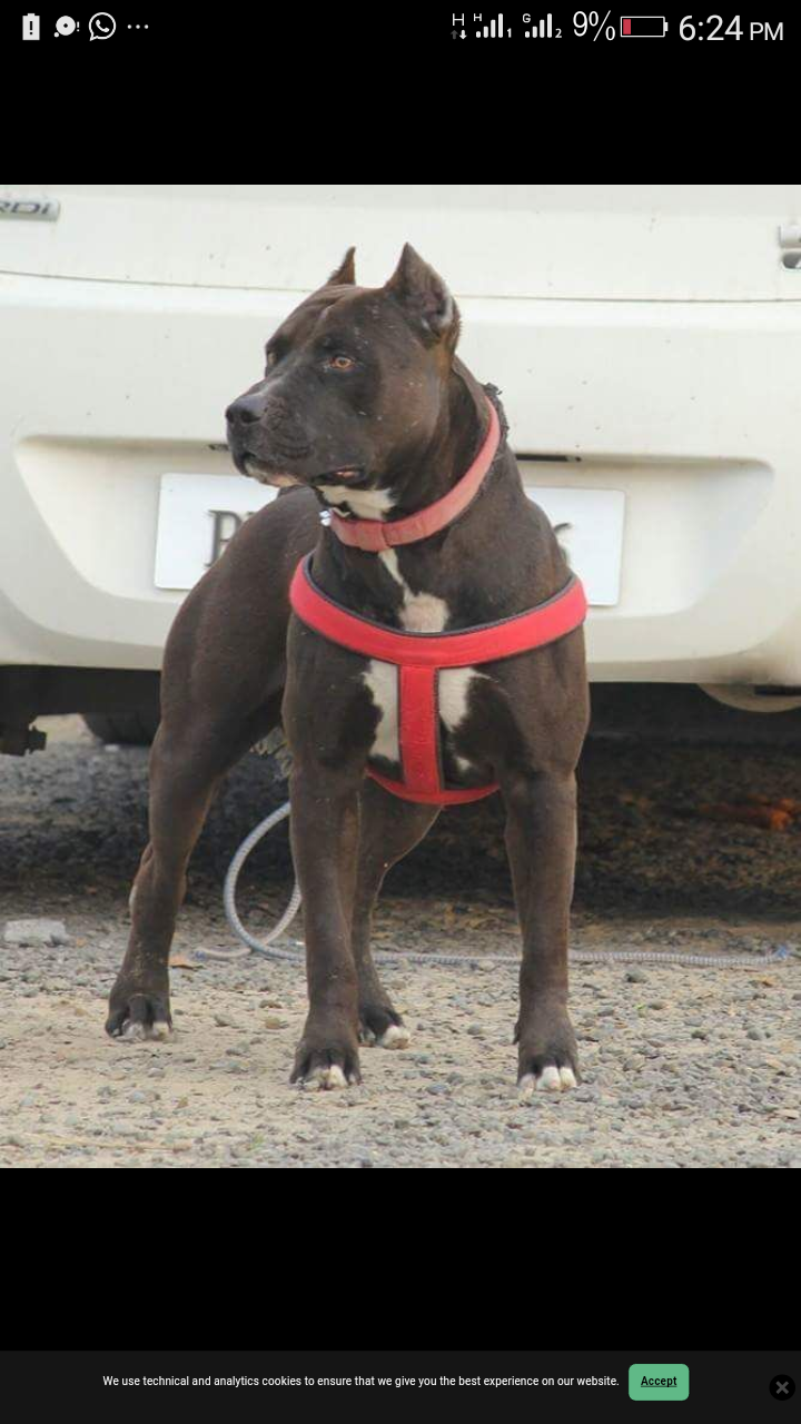 Photo of the dog