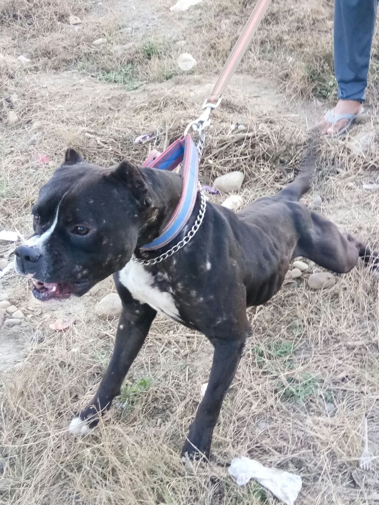 Photo of the dog