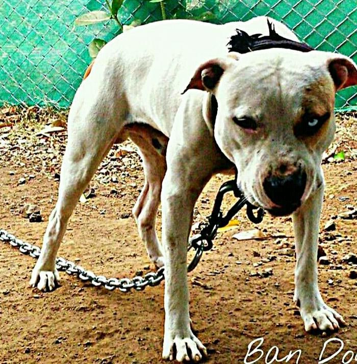 Photo of the dog