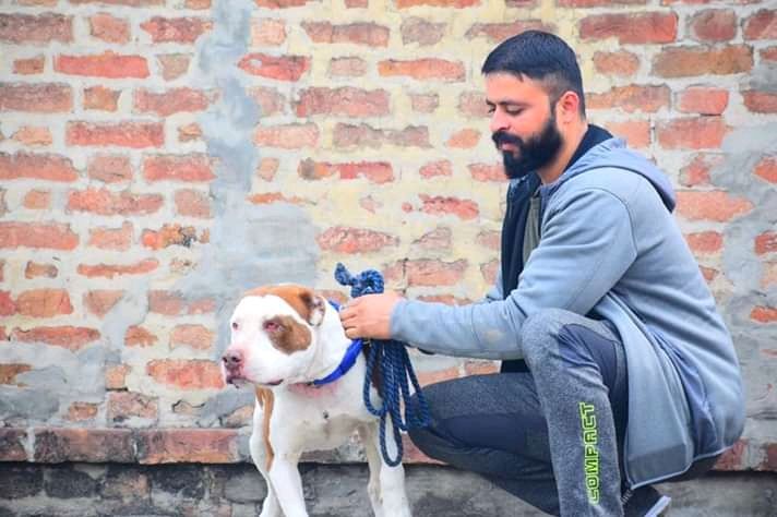 Photo of the dog
