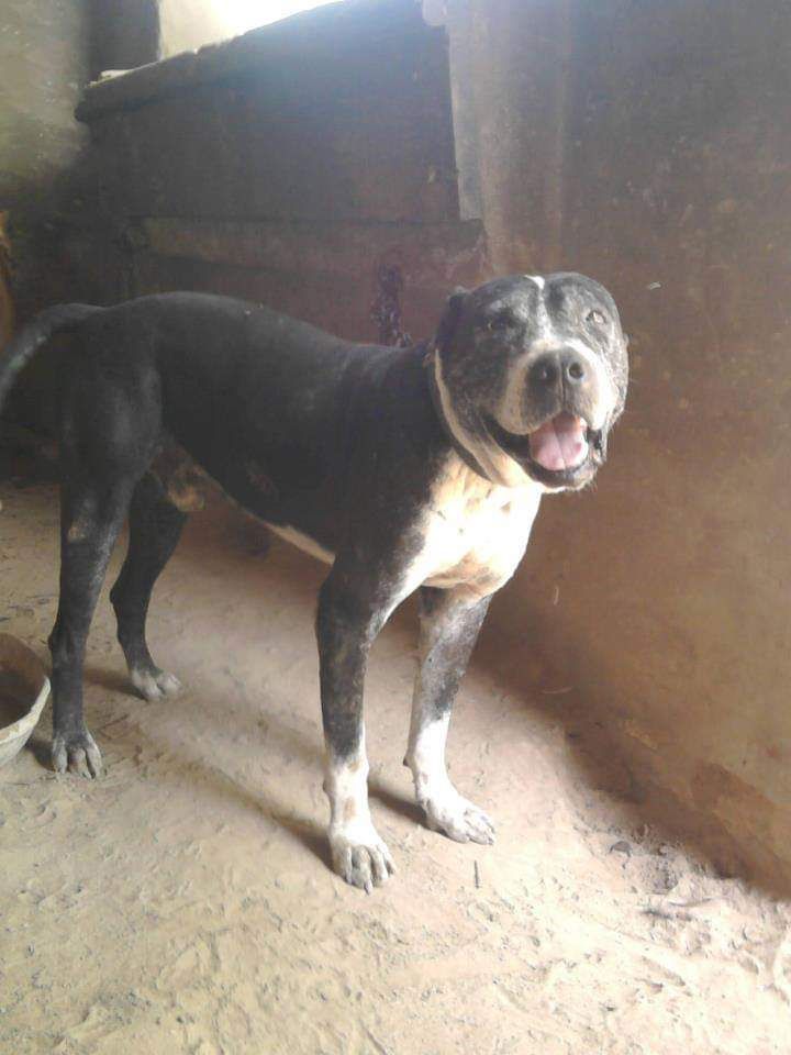 Photo of the dog