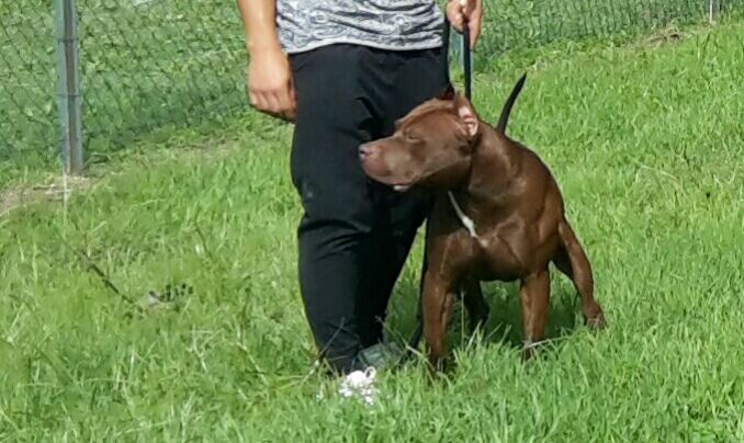 Photo of the dog