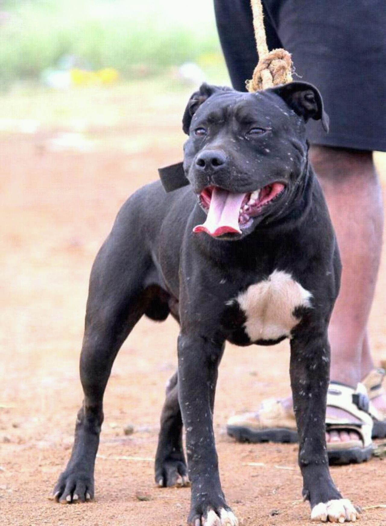 Photo of the dog