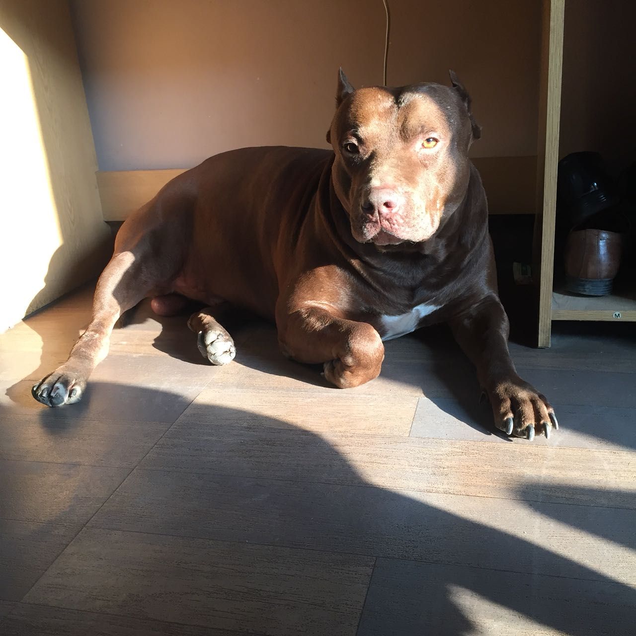Photo of the dog