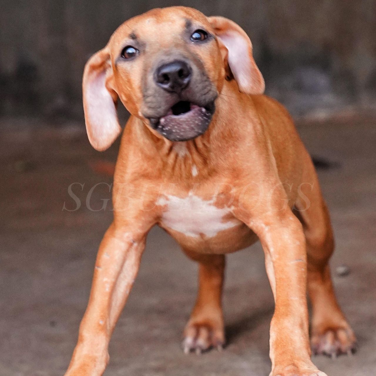 Photo of the dog